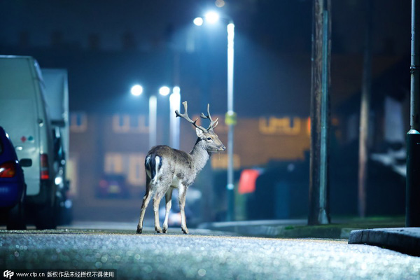 Deer roam the neighbourhood in London