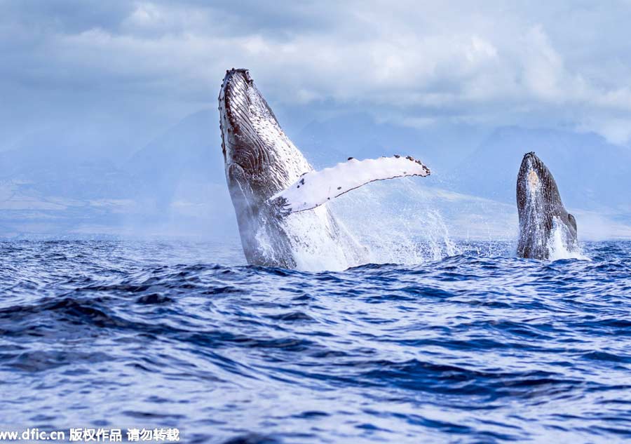 Acrobatic ocean giants