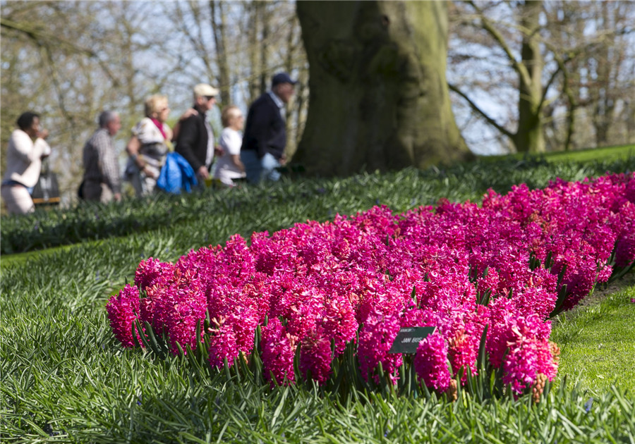 Flower fields bloom, brighten the Netherlands