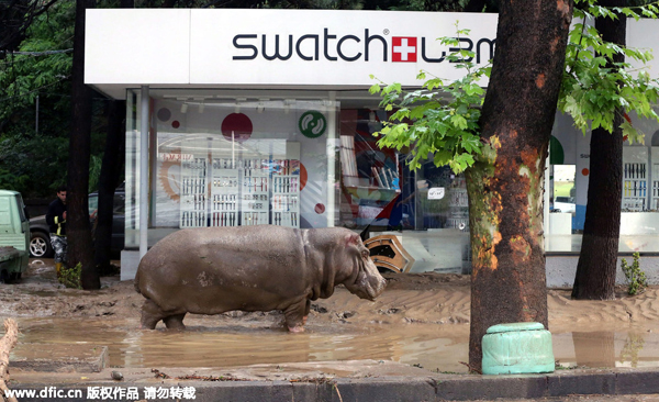 Zoo animals roam free in Georgia's capital after flooding