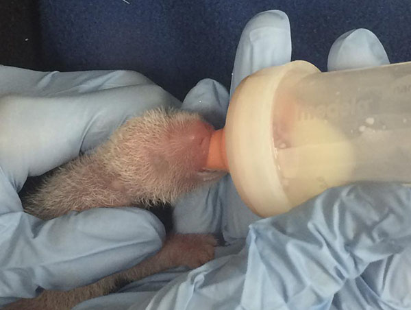 Washington's National Zoo says its surviving panda cub is a boy