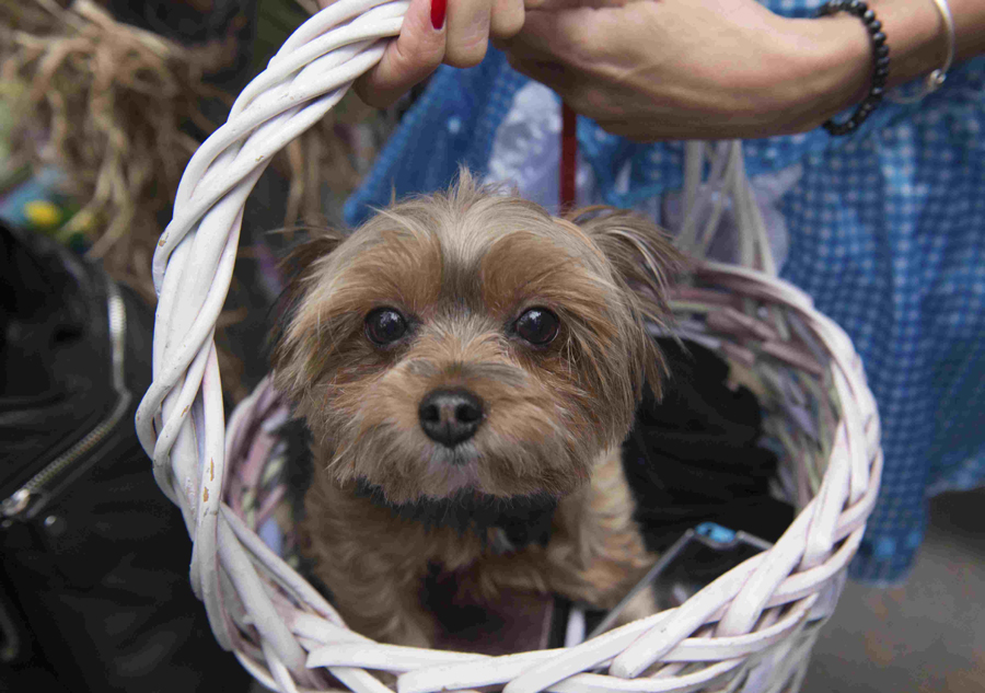 Halloween Dog Parade held in New York