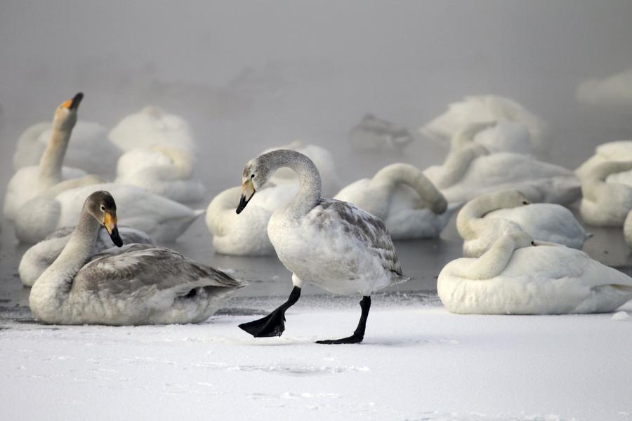 Reuters images of the year - animals