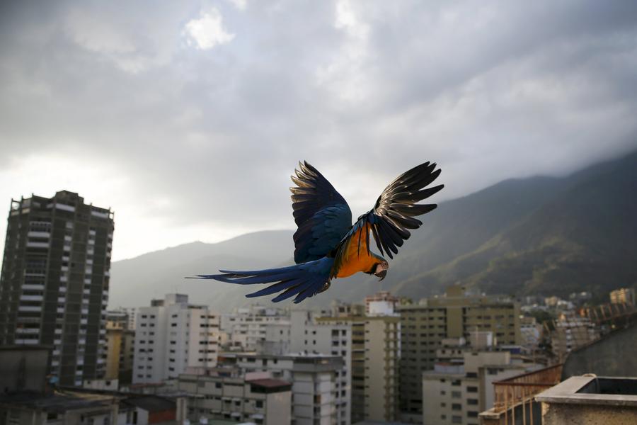 Reuters images of the year - the natural world