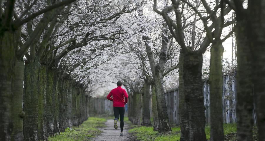 Winter cherry blossoms in Berlin