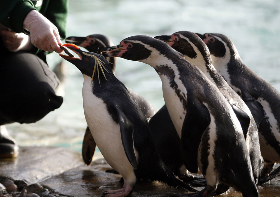 London Zoo starts annual stocktake of animals