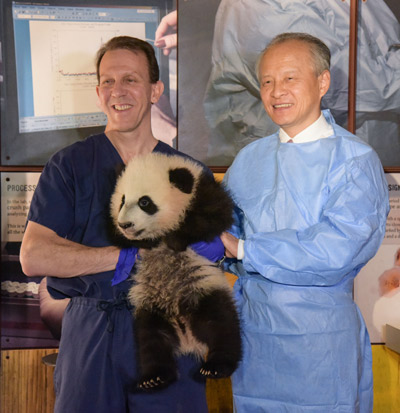 Washington panda cub to greet visitors