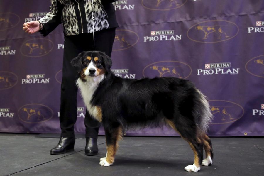 Seven new breeds added to Westminster dog show