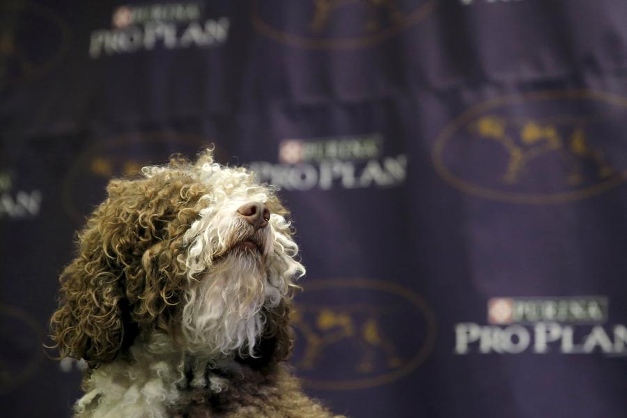 Seven new breeds added to Westminster dog show