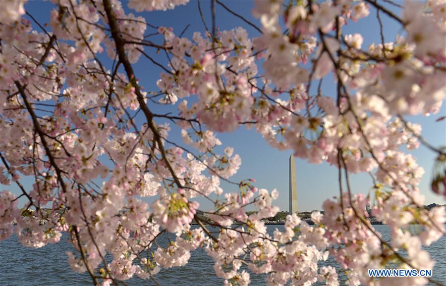 Cherry blossoms in Washington DC