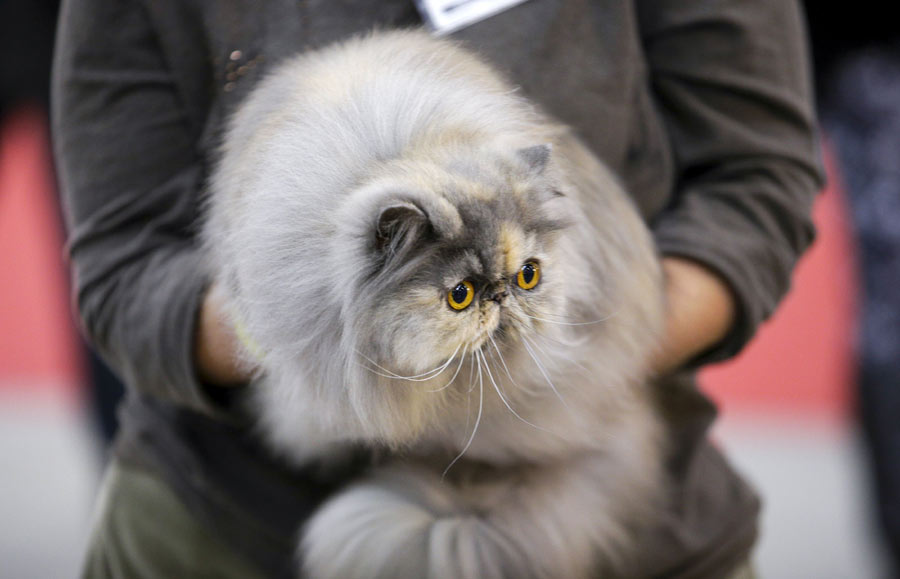 Mediterranean Winner 2016 cat show in Rome