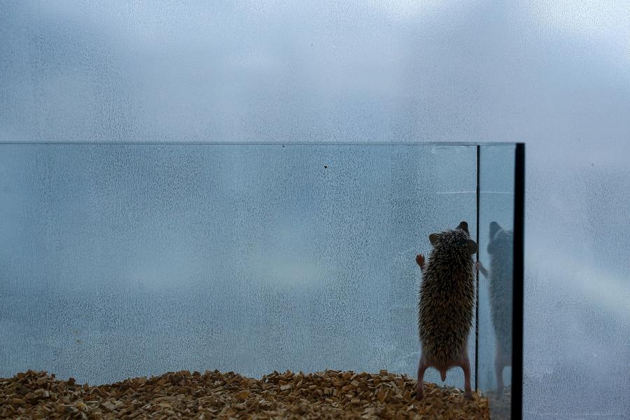 Japanese line up to cuddle hedgehogs - carefully