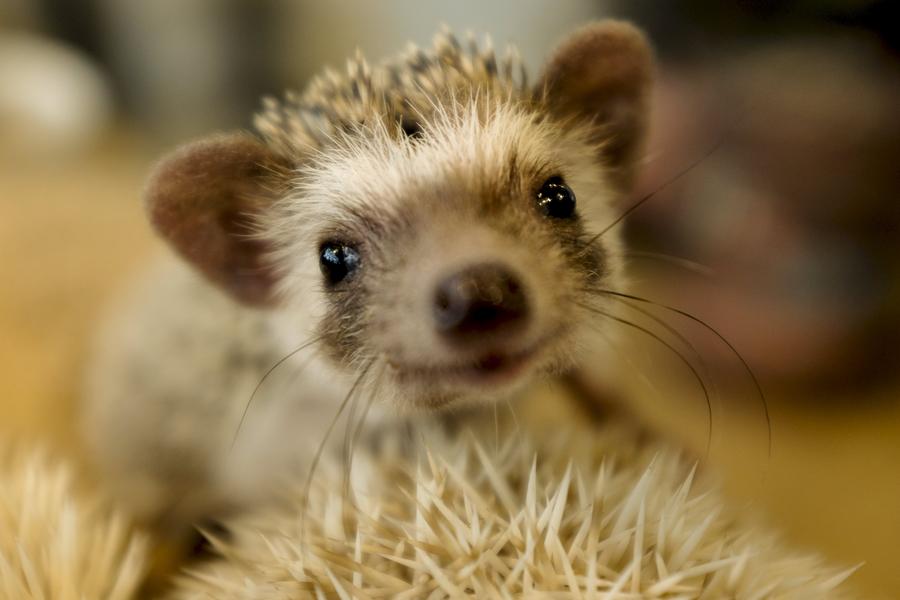 Japanese line up to cuddle hedgehogs - carefully