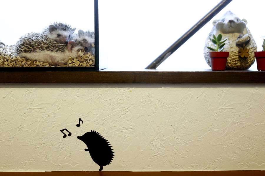 Japanese line up to cuddle hedgehogs - carefully