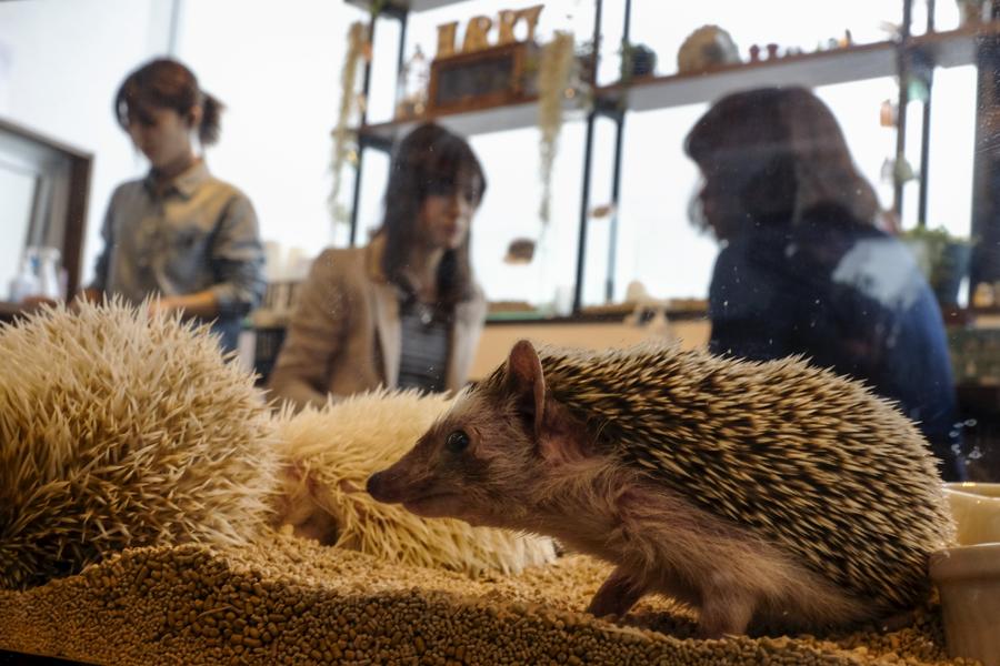 Japanese line up to cuddle hedgehogs - carefully