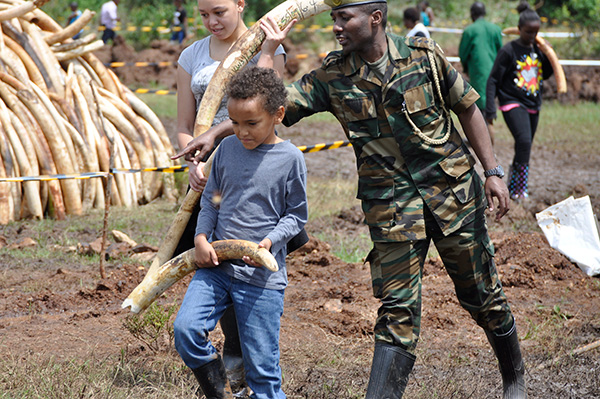 Kenya to burn 100 metric tons of illegal ivory