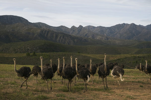 Explore Klein Karoo of South Africa: Ostrich, Meerkat, and Cango Cave