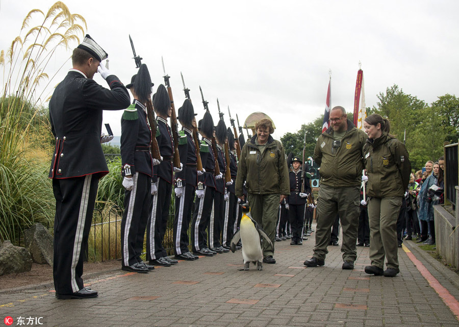 Edinburgh Zoo's king penguin inspects Norwegian royal guard