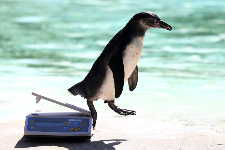 London Zoo's animals have annual weigh in