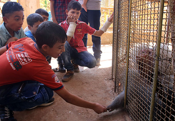 Happy the monkey last survivor of zoo in Syria