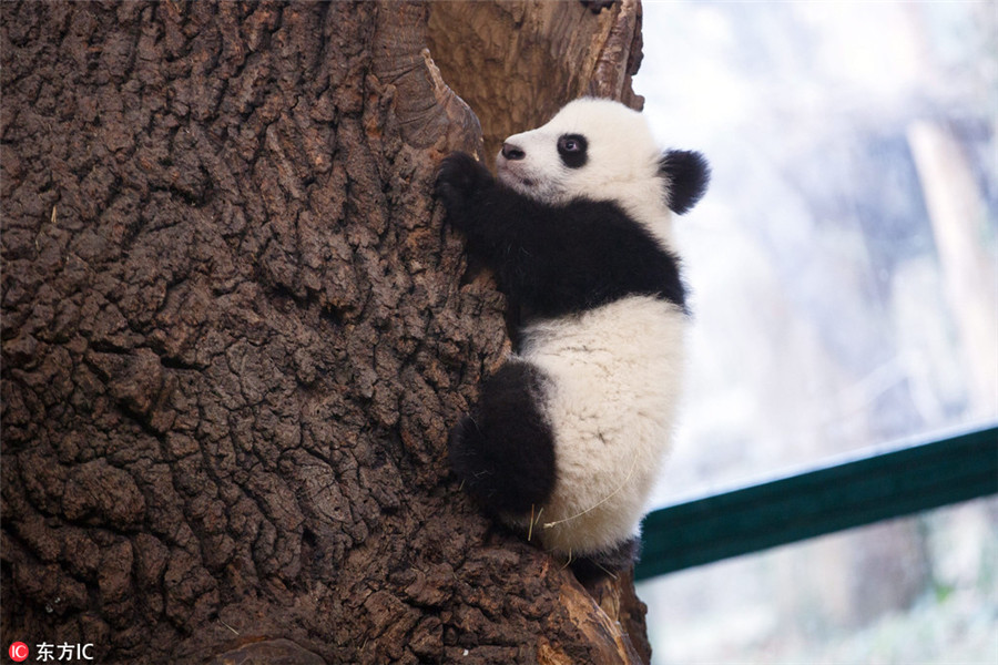 Giant panda twin cubs learning to climb in Vienna