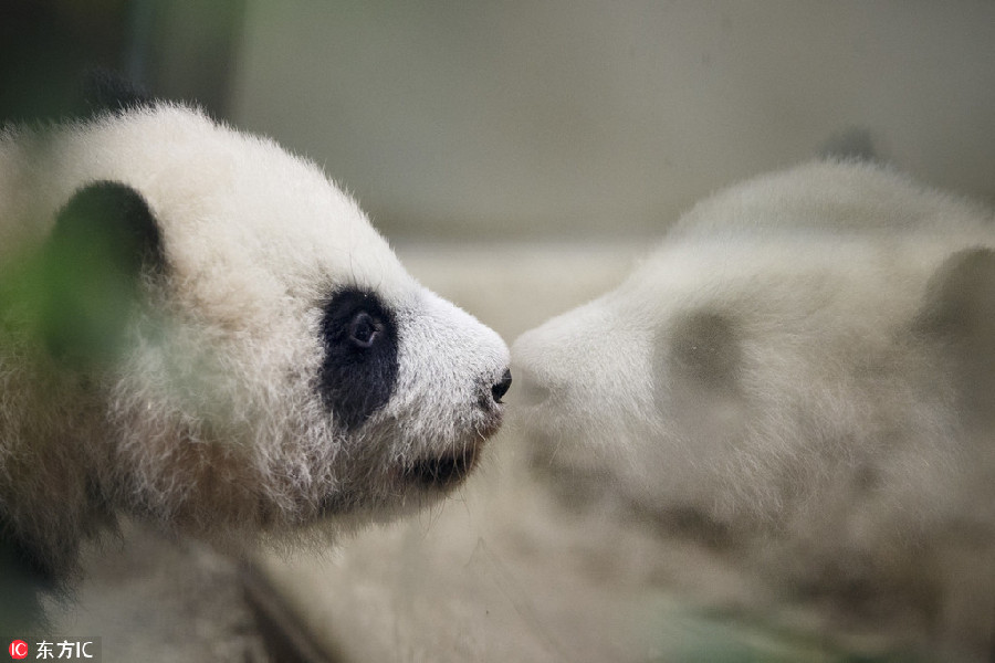 Panda Chulina makes her debut at Madrid zoo