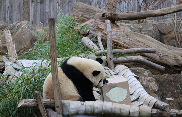 Bao Bao just herself at dumpling farewell