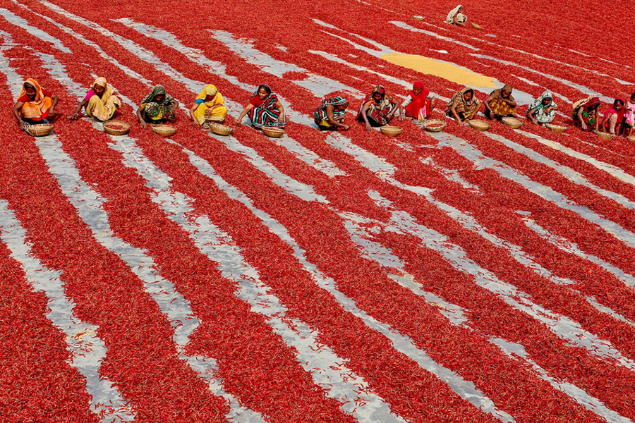 Chilli peppers create carpet of red in Bangladesh