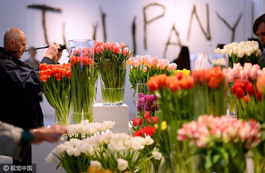 Tulip exhibition held in Poland