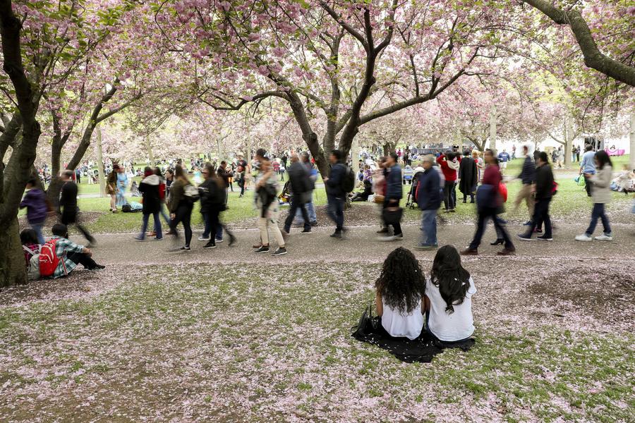 Cherry blossoms in full bloom in New York