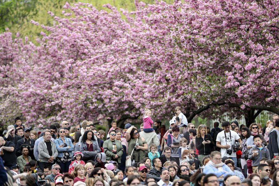 Cherry blossoms in full bloom in New York