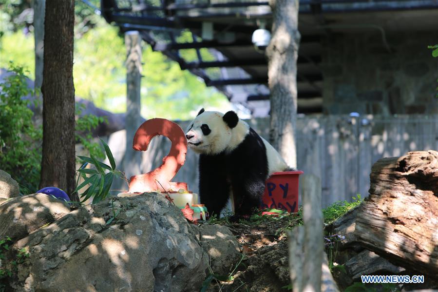 Giant panda Beibei celebrates 2-year-old birthday in US