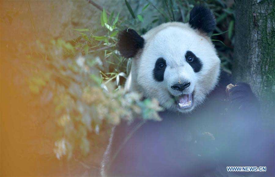 Copenhagen Zoo breaks ground for Panda House