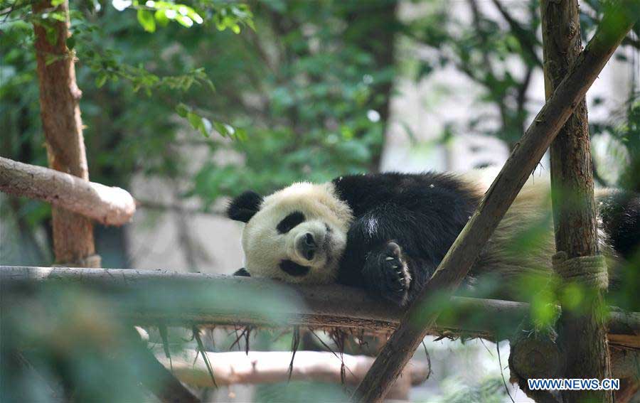 Copenhagen Zoo breaks ground for Panda House