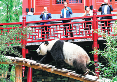 Regal giant pandas greet their subjects